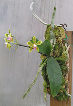 Carica l'immagine nel visualizzatore Galleria, Phalaenopsis stobartiana