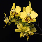 Carica l'immagine nel visualizzatore Galleria, Phalaenopsis stuartiana var. nobilis ('Xiuya' x 'Rey Pimentel-Vangie Go')