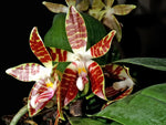 Carica l'immagine nel visualizzatore Galleria, Phalaenopsis sumatrana