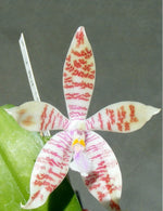 Carica l'immagine nel visualizzatore Galleria, Phalaenopsis Tetraglyph (Phal. tetraspis × Phal. Hieroglyphica)
