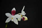 Carica l'immagine nel visualizzatore Galleria, Phalaenopsis tetraspis "C1"