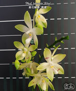 Carica l'immagine nel visualizzatore Galleria, Phalaenopsis tetraspis 'Wisp'