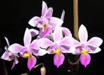 Carica l'immagine nel visualizzatore Galleria, Phalaenopsis Venus (Phal. lindenii × Phal. equestris var. rosea)