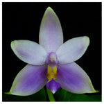 Carica l'immagine nel visualizzatore Galleria, Phalaenopsis violacea var. coerulea