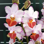 Carica l'immagine nel visualizzatore Galleria, Phalaenopsis Liu's Triprince 'Splash' SM/TOGA