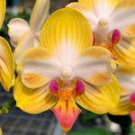 Load image into Gallery viewer, Phalaenopsis Yen Shuai Sweet Girl 'Shiny Girl'
