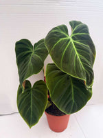 Carica l'immagine nel visualizzatore Galleria, Philodendron El Choco Red