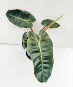 Carica l'immagine nel visualizzatore Galleria, Philodendron billietiae