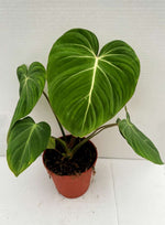 Carica l'immagine nel visualizzatore Galleria, Philodendron gloriosum