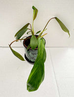 Carica l'immagine nel visualizzatore Galleria, Philodendron joepii