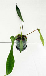 Carica l'immagine nel visualizzatore Galleria, Philodendron joepii