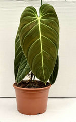 Carica l'immagine nel visualizzatore Galleria, Philodendron melanochrysum XL