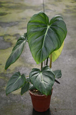 Carica l'immagine nel visualizzatore Galleria, Philodendron pastazanum