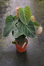 Carica l'immagine nel visualizzatore Galleria, Philodendron Splendid (Melanochrysum x Verrucosum)