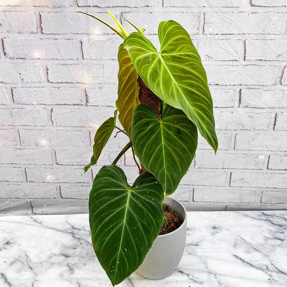 philodendron verrucosum melanochrysum hybrid Philodendron Splendid (Melanochrysum x Verrucosum) – Giulio Celandroni Orchidee