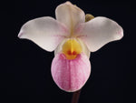 Carica l'immagine nel visualizzatore Galleria, Phragmipedium schlimi