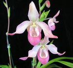 Carica l'immagine nel visualizzatore Galleria, Phragmipedium Sedeni