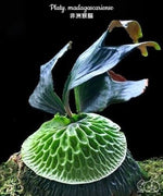 Carica l'immagine nel visualizzatore Galleria, Platycerium Madagascariense