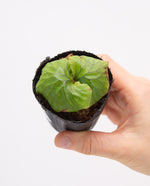 Carica l'immagine nel visualizzatore Galleria, Platycerium Madagascariense