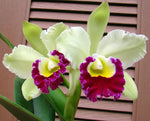 Carica l'immagine nel visualizzatore Galleria, Brassolaeliocattleya Pratum Green 'Boonserm' HCC/AOS