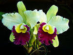 Carica l'immagine nel visualizzatore Galleria, Brassolaeliocattleya Pratum Green 'Boonserm' HCC/AOS
