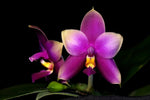 Carica l'immagine nel visualizzatore Galleria, Phalaenopsis Princess Kaiulani coerulea x Samera