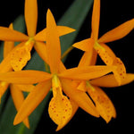 Carica l'immagine nel visualizzatore Galleria, Procatavola Golden Peacock