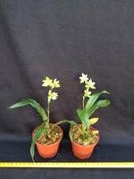 Carica l'immagine nel visualizzatore Galleria, Promenaea (citrina x (Limelight x xanthina)) x Paradisanthus micranthus