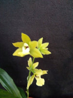 Carica l'immagine nel visualizzatore Galleria, Promenaea (citrina x (Limelight x xanthina)) x Paradisanthus micranthus