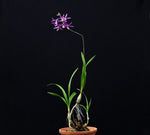 Carica l'immagine nel visualizzatore Galleria, Pseudolaelia vellozicola