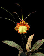 Carica l'immagine nel visualizzatore Galleria, Psychopsis Mariposa