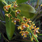 Carica l'immagine nel visualizzatore Galleria, Pteroceras longicalcareum