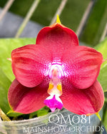 Carica l'immagine nel visualizzatore Galleria, Phalaenopsis Yaphon Red Jewel x Ld Bear King (Clone) Mainshow