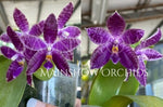 Carica l'immagine nel visualizzatore Galleria, Phalaenopsis KS Blue Ludde (= KS Samera × lueddemanniana) Mainshow