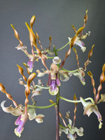 Carica l'immagine nel visualizzatore Galleria, Dendrobium Taiwan Helix (Den. helix × Doctor Uthai)