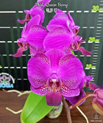Carica l'immagine nel visualizzatore Galleria, Phalaenopsis Queen Barry