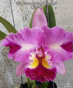 Carica l'immagine nel visualizzatore Galleria, Rhyncholaeliocattleya Taiwan Yi Mei 'Crazy Night'