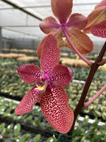 Carica l'immagine nel visualizzatore Galleria, Ren. Kalsom x Phal. (Taisuco Desirous x Taiwan Diamond)