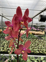 Carica l'immagine nel visualizzatore Galleria, Ren. Kalsom x Phal. (Taisuco Desirous x Taiwan Diamond)
