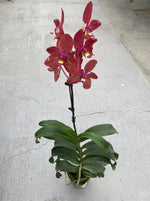 Carica l'immagine nel visualizzatore Galleria, Ren. Kalsom x Phal. (Taisuco Desirous x Taiwan Diamond)