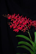 Carica l'immagine nel visualizzatore Galleria, Renanthera Azimah x Bangkok Flame