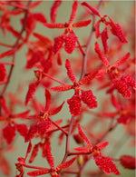 Carica l'immagine nel visualizzatore Galleria, Renanthera King Crimson (philippinensis × monachica)