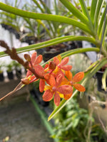 Carica l'immagine nel visualizzatore Galleria, Renanthera monachica x Ascocentrum curvifolium