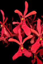 Carica l'immagine nel visualizzatore Galleria, Renanthera philippinensis