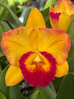 Carica l'immagine nel visualizzatore Galleria, Rhyncattleanthe Shion Free