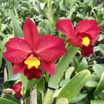 Carica l'immagine nel visualizzatore Galleria, Rhyncattleanthe Smiley Kiss 'Wilson'