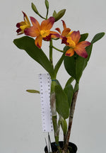 Carica l'immagine nel visualizzatore Galleria, Cattlianthe Varut Startrack 'Golden Tiger'