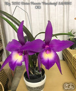 Carica l'immagine nel visualizzatore Galleria, Rhynchobrassoleya TLDC Divine Phoenix 'Pterodactyl' SM/WOC