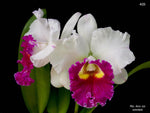 Carica l'immagine nel visualizzatore Galleria, Rhyncholaeliocattleya Ann Joi