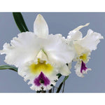 Carica l'immagine nel visualizzatore Galleria, Rhyncholaeliocattleya Liou Hope 'Red in Snow'